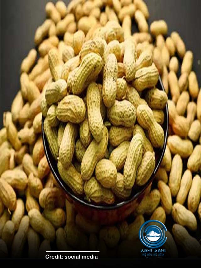 गुणों का भंडार है मूंगफली, फायदे जानकर हो जाएंगे हैरान