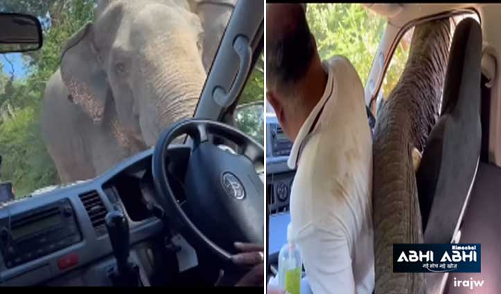 Video: बीच सड़क में अचानक आ धमका हाथी, रोक दी गाड़ी; परिवार की अटकी सांसे