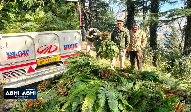 forest-team-fined-over-2-lakh-for-transporting-fern-in-sirmour