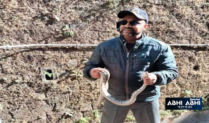 four feet long python found near post office in nahan people scared