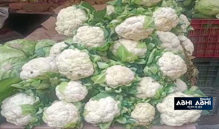 insurance-of-vegetable-crop-of-cauliflower-for-the-first-time-in-hamirpur