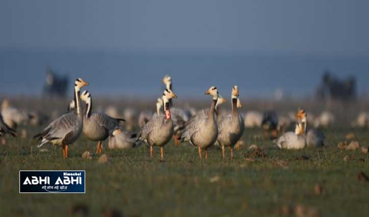 migratory-birds-arrived-in-pong-lake-area-forest-department-alert-of-bird-flu