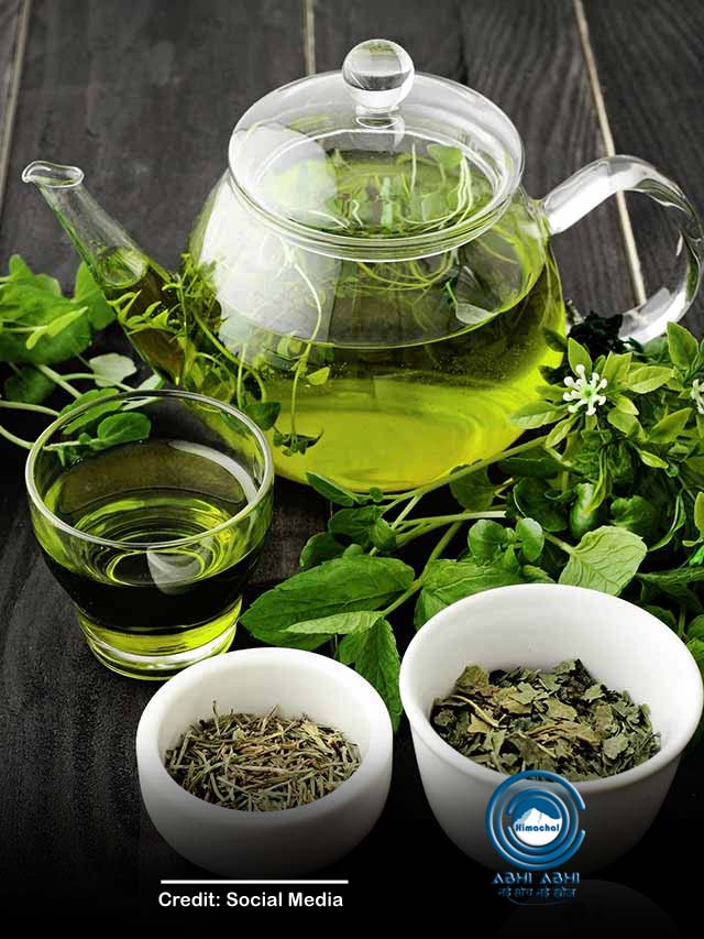 Green Tea पीने से बॉडी को मिलते हैं लाजवाब फायदे
