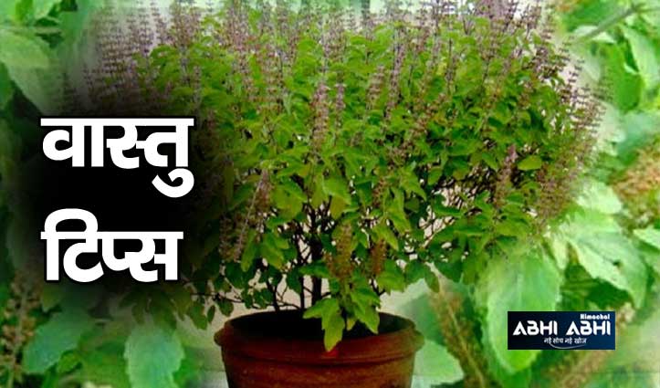Vastu Tips: घर में सही दिशा में लगाएं तुलसी का पौधा, मां लक्ष्मी का होगा वास
