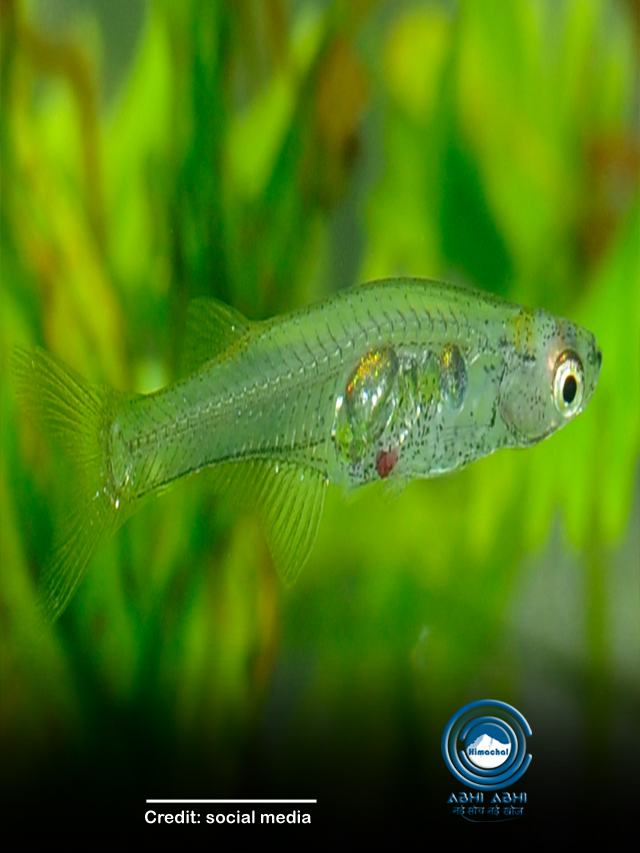 दुनिया की सबसे छोटी मछली, साइज सिर्फ 12 मिलीमीटर