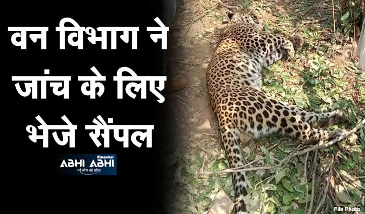रामपुर में मृत मिले तीन तेंदुए, वन विभाग ने दर्ज किया मामला