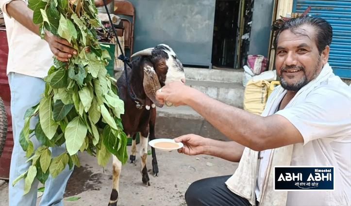  Tea Lover Goat