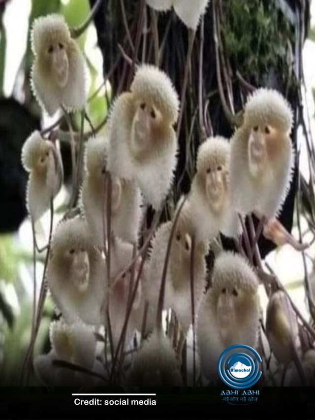 जानवर की तरह दिखते हैं ये पौधे, बनावट ऐसी है कि कोई डर जाए