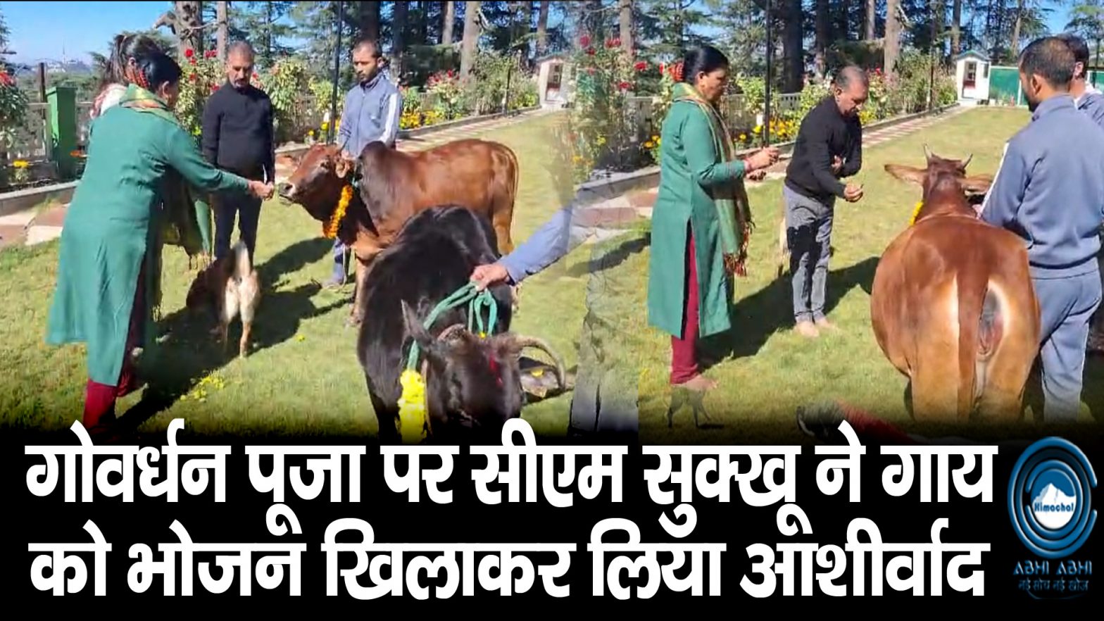 CM SUKHU | GovardhanPuja | Cow Worship