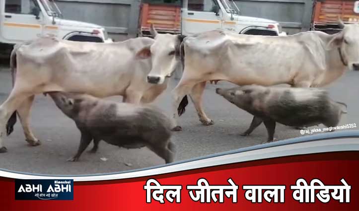 माँ की ममता ! गाय ने सूअर को पिलाया दूध-Video देख हो जाएंगे भावुक