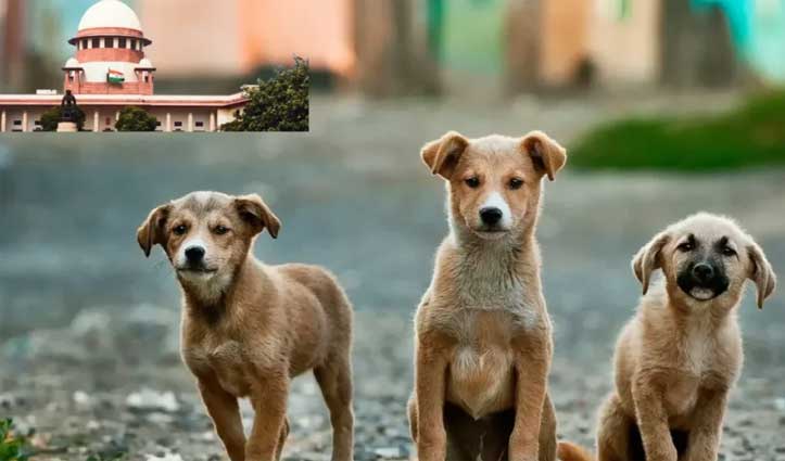 आवारा कुत्तों पर SC का बड़ा फैसला- बीमार व आक्रामक शेल्टर होम में , सावर्जनिक स्थानों पर खाना देने पर रोक