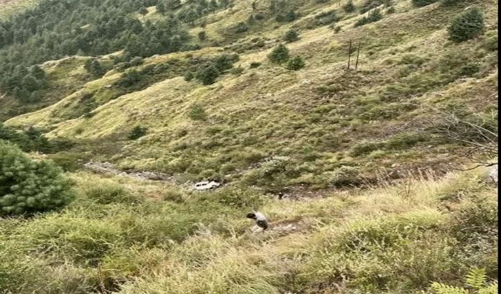 रोहड़ू में हादसा: सड़क से 300 फीट नीचे गिरी बोलेरो, 2 लोगों की मौत , एक घायल