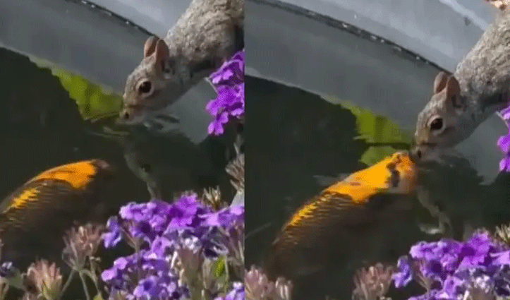 बड़े मजे से पानी पी रही थी गिलहरी, तभी मछली को सूझी शरारत किया… कुछ ऐसा