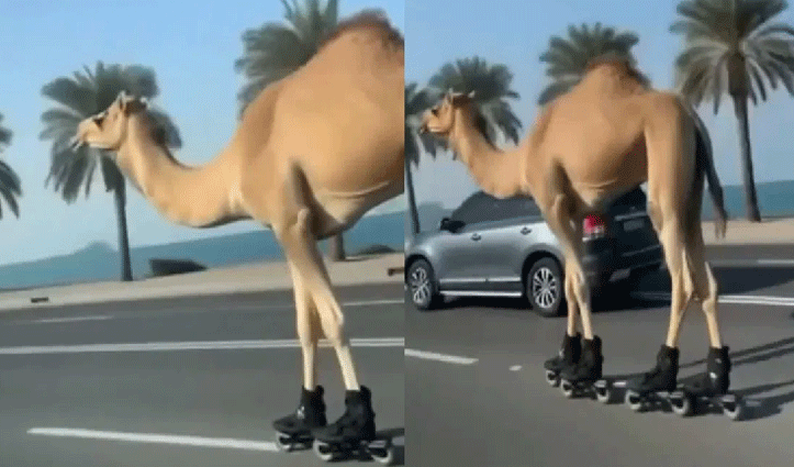 रेगिस्तान का जहाज उतरा दुबई की सड़कों पर, सोच में पड़ गए लोग …ये कैसे हुआ