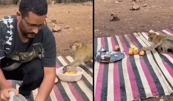 जंगल में पिकनिक मनाने गया था ये शख्स, बंदरों ने मचाया उत्पात- Video देख आप हो जाओगे लोटपोट