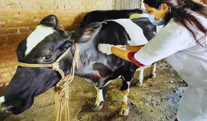 इस जिला में रखे जाएंगे 67 पशु मित्र, पशुपालन विभाग ने मांगे आवेदन , यहां पढ़े पूरी डिटेल