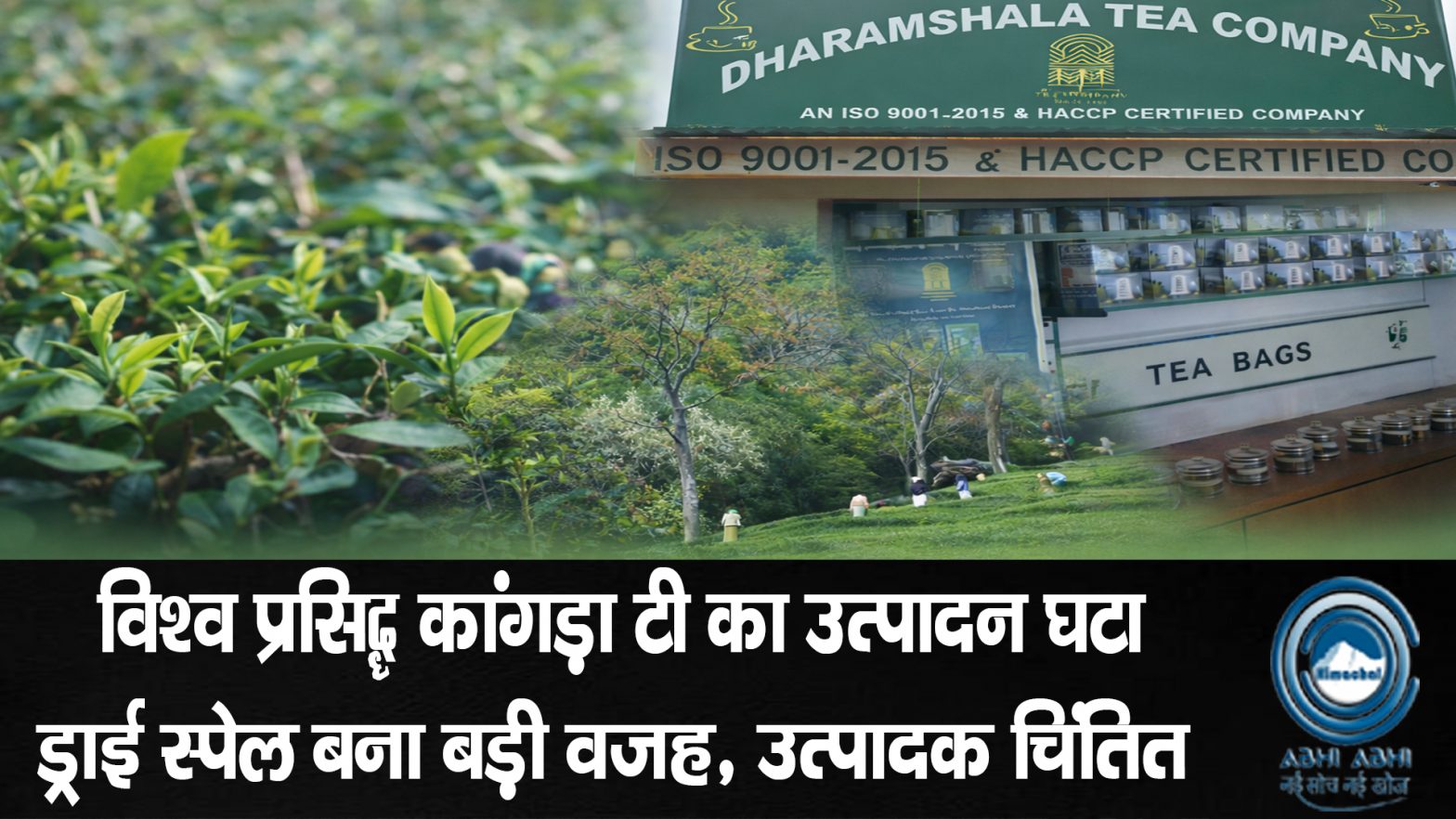 KangraTea / EuropeanMarkets / Dharamshala / TeaGardens / TeaCultivation