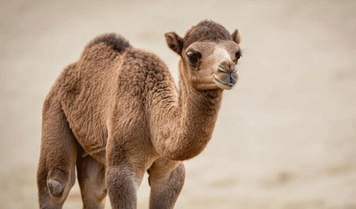 ऊंट अपनी मालकिन को दे बैठा दिल-दबोच कर जताने लगा प्यार,निकाल दी महिला की जा#न