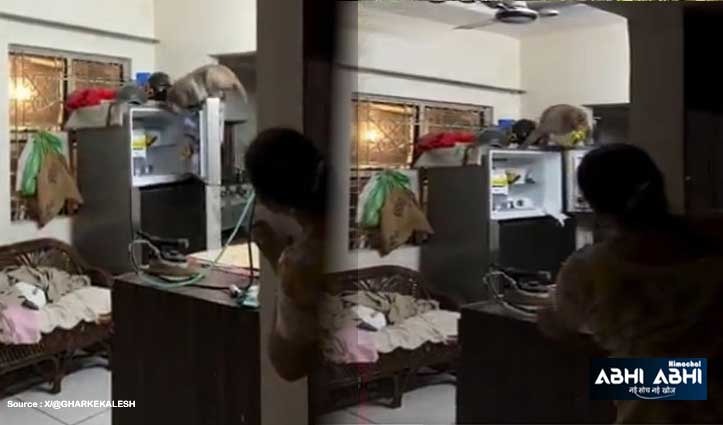 घर में घुस गया बंदर और ले गया ऐसी चीज, जिससे होगा दिमाग तेज- देखें ये Video