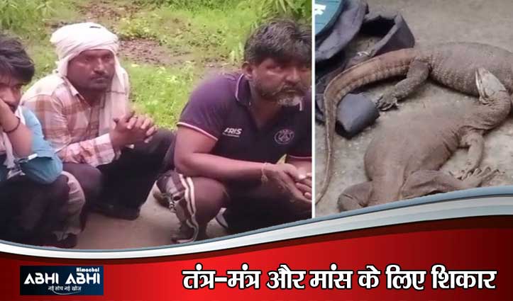पांवटा साहिब में ‘मॉनिटर लिजर्ड’ के अवैध शिकार का भंडाफोड़, 3 शिकारी गिरफ्तार