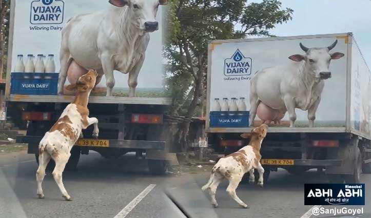 ममता की तड़प: बेजान तस्वीर में मां को ढूंढता रहा मासूम बछड़ा, वायरल वीडियो ने रुलाया