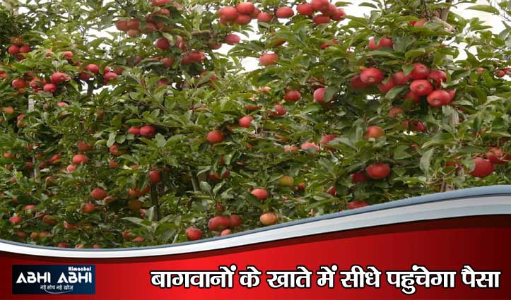 HPMIS से बदला सेब का व्यापार: सेब खरीद में आई पारदर्शिता, 17 हजार से अधिक बागवान पंजीकृत