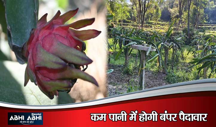 दो बीघा जमीन से कमाए 2 लाख रुपये, ड्रैगन फ्रूट बना सरकाघाट के किसानों की समृद्धि का जरिया